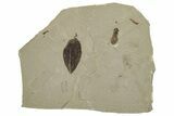 Fossil Legume (Leguminosites) & Fly - Green River Formation, Utah #331907-1